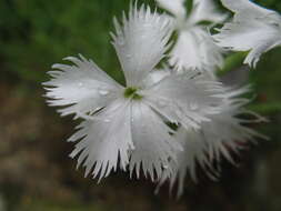 Image of Dianthus petraeus Waldst. & Kit.