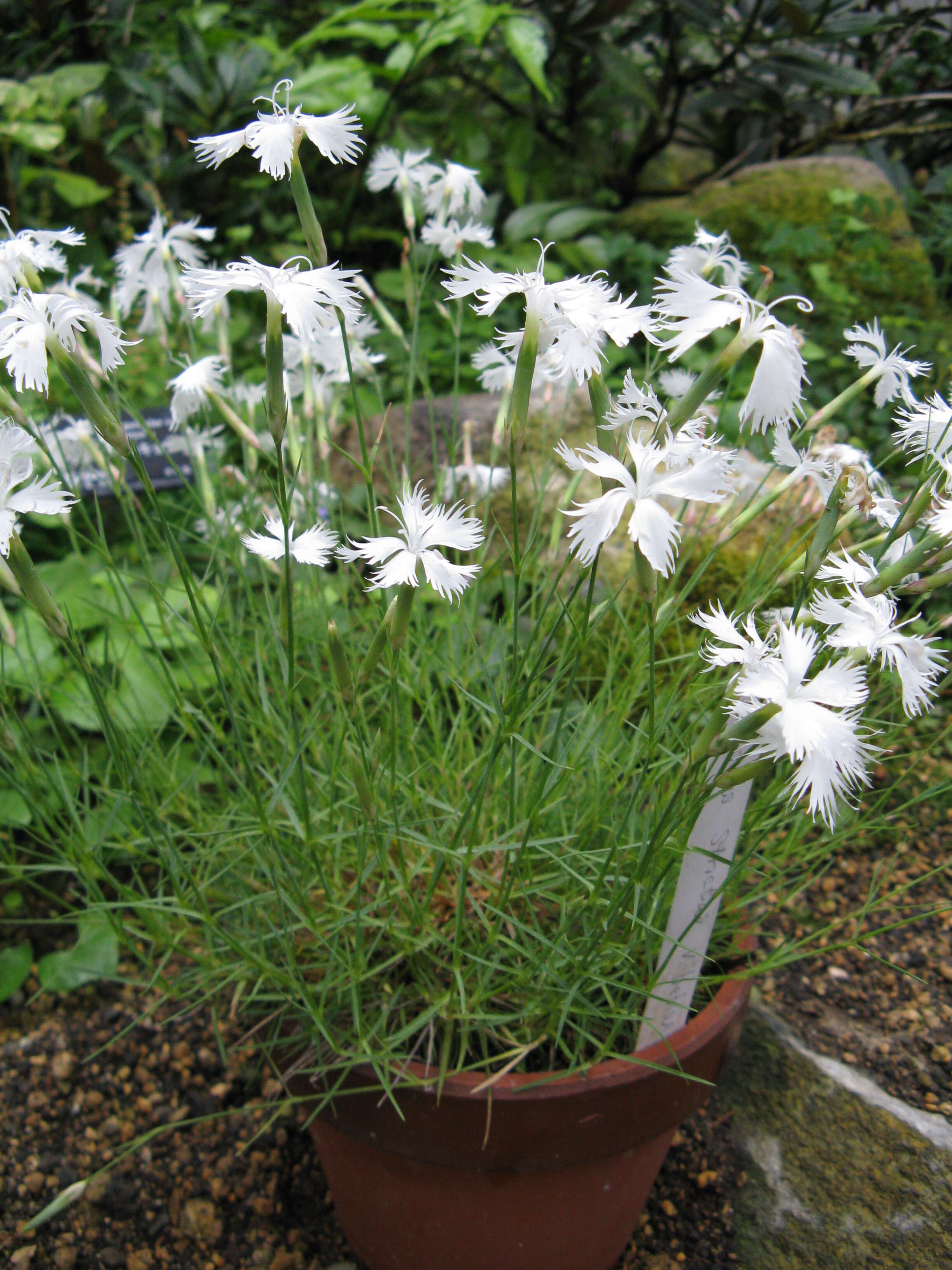 Image of Dianthus petraeus Waldst. & Kit.