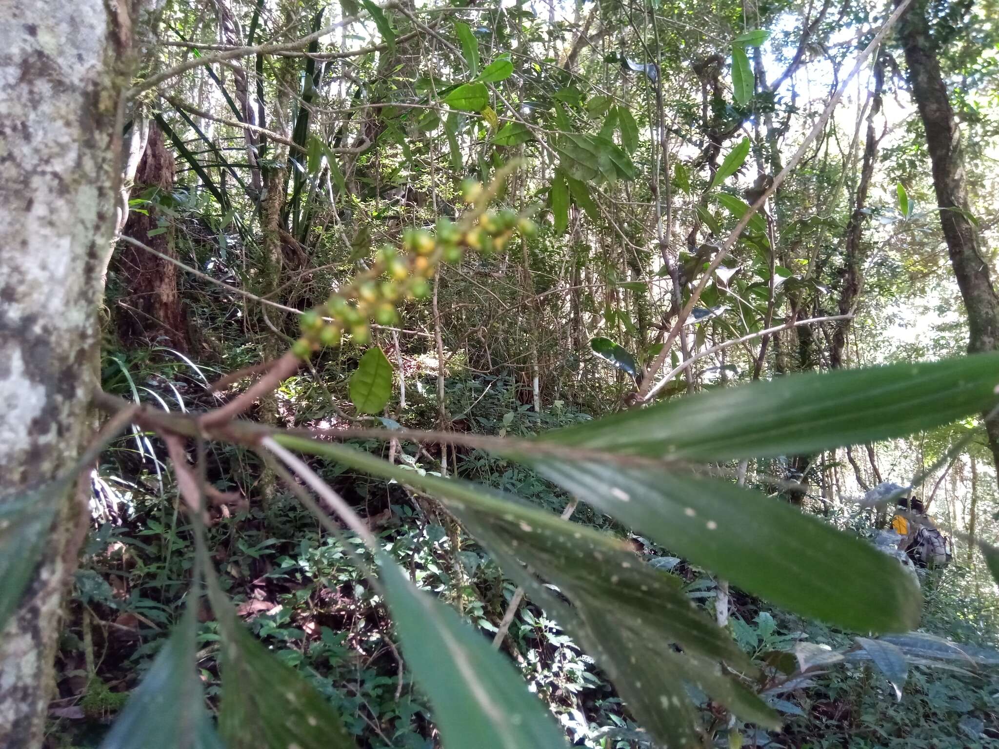 Image of Dypsis catatiana (Baill.) Beentje & J. Dransf.