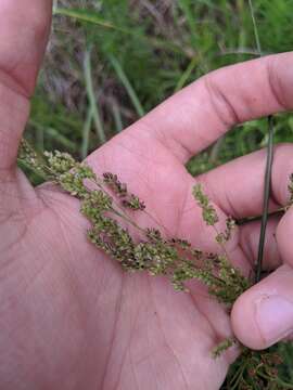 Image of Gaping Grass