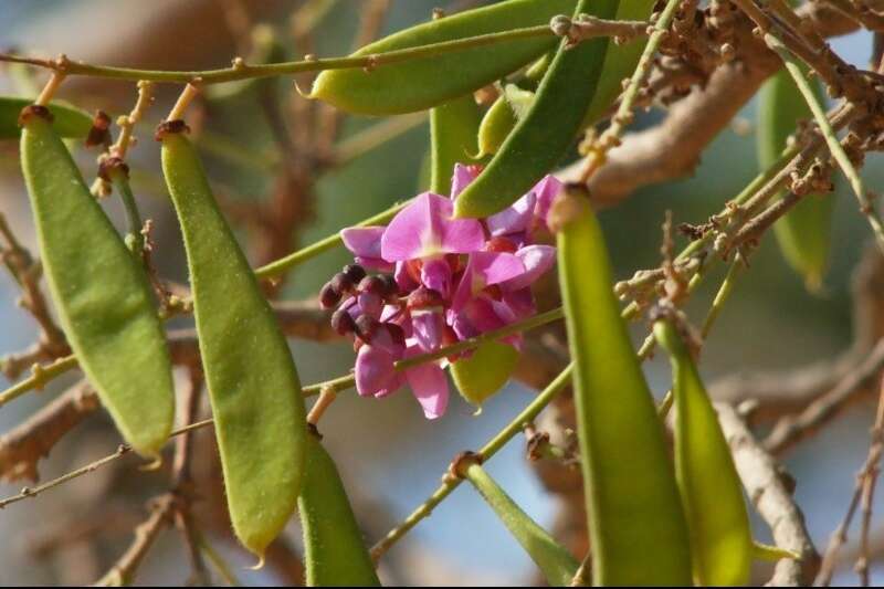 Слика од Millettia peguensis Ali