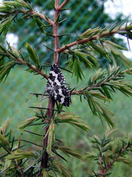 Image of small argent and sable