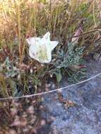 صورة Calystegia collina (Greene) Brummitt