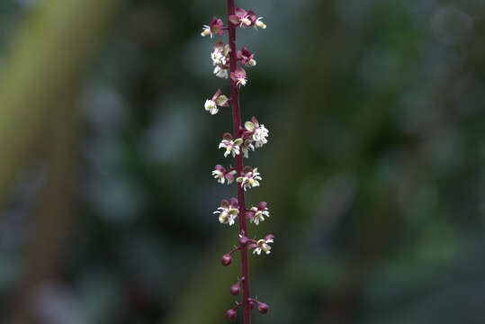 Image of Trichostigma peruvianum (Moquin) H. Walter