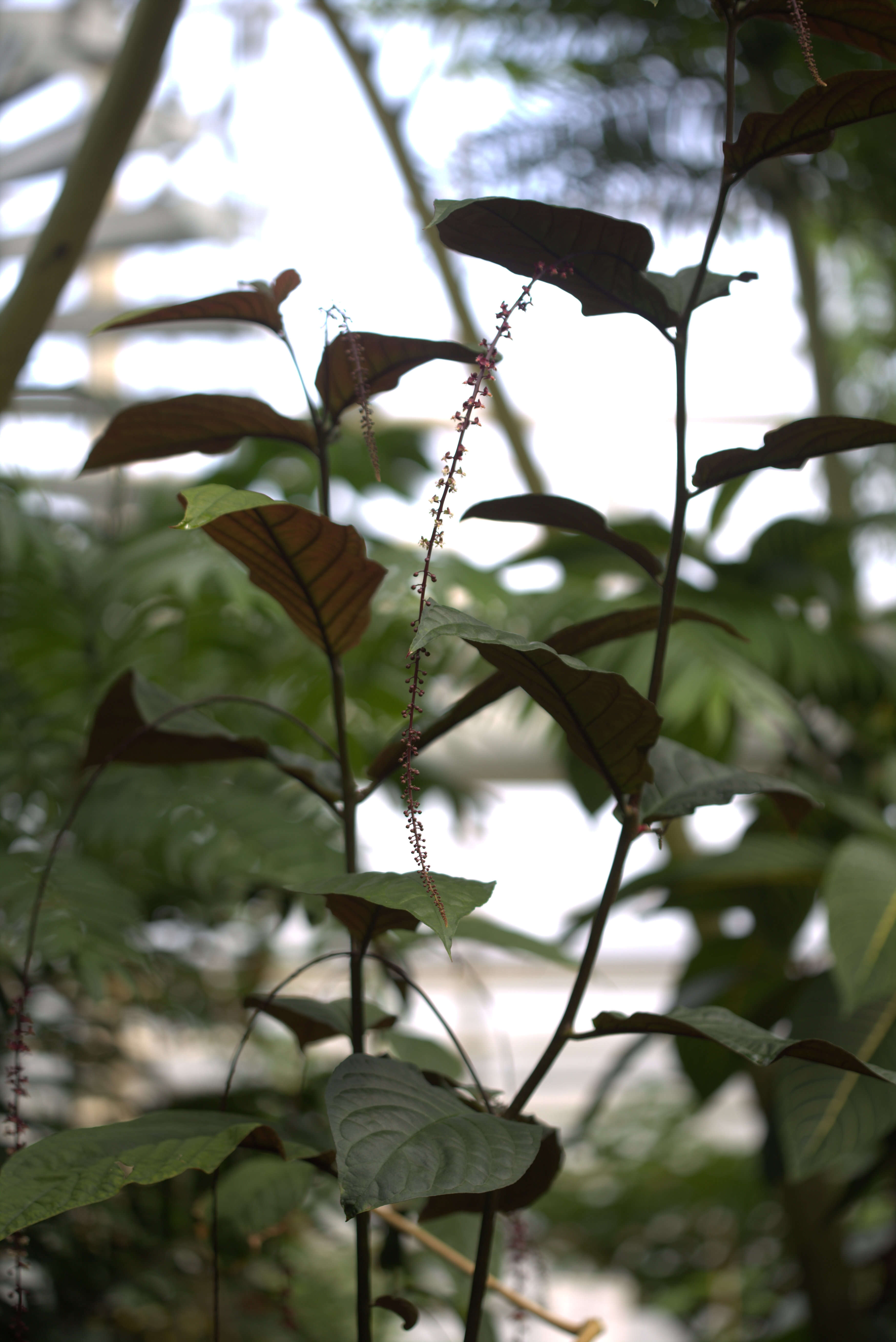 Image of Trichostigma peruvianum (Moquin) H. Walter