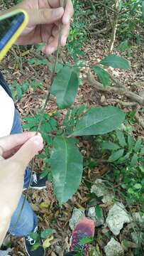 Image of Trophis scandens subsp. scandens