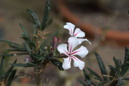 Image of Pachypodium succulentum (L. fil.) Sweet