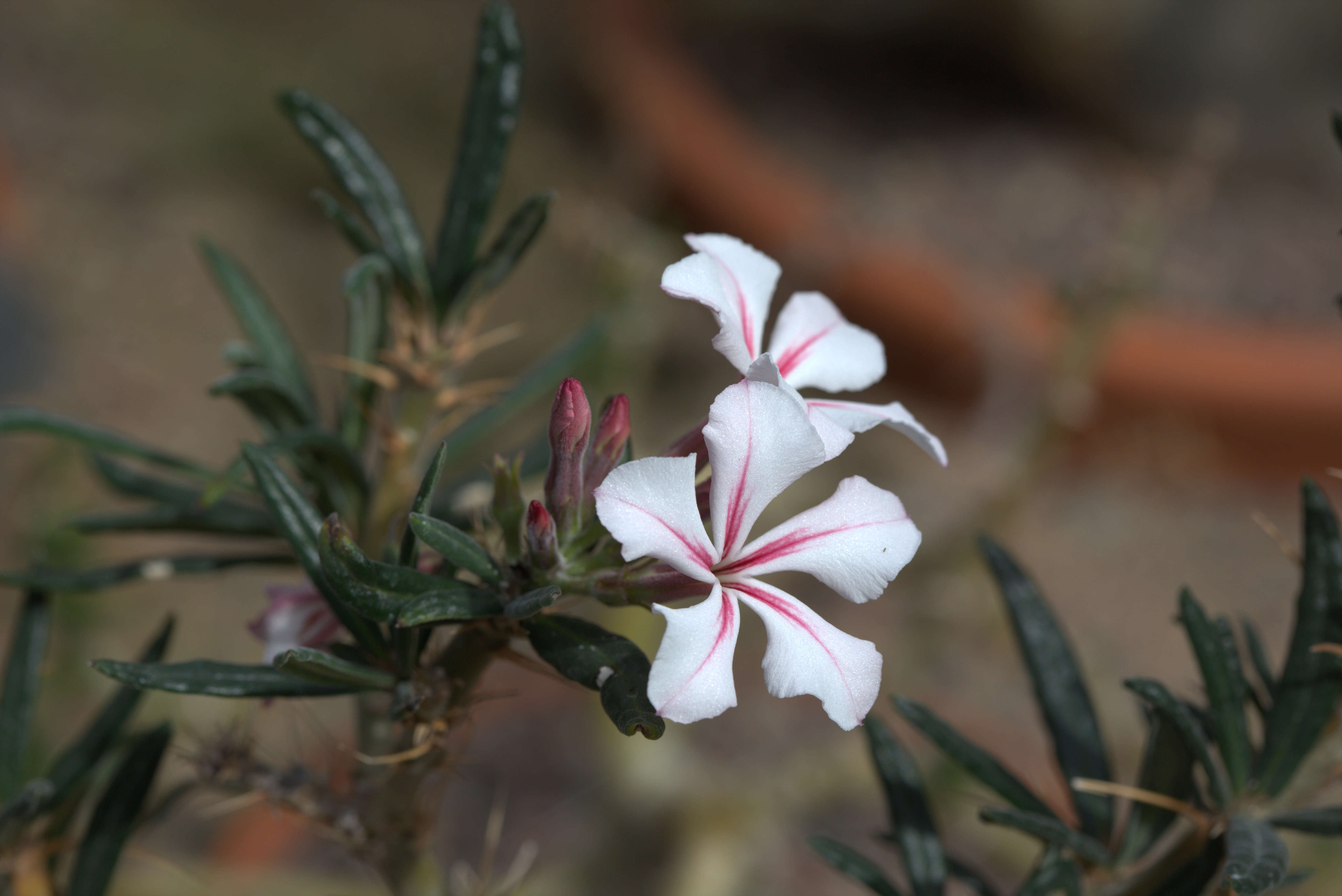 Image of Pachypodium succulentum (L. fil.) Sweet