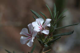 Image of Pachypodium succulentum (L. fil.) Sweet