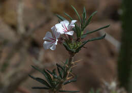 Image of Pachypodium succulentum (L. fil.) Sweet