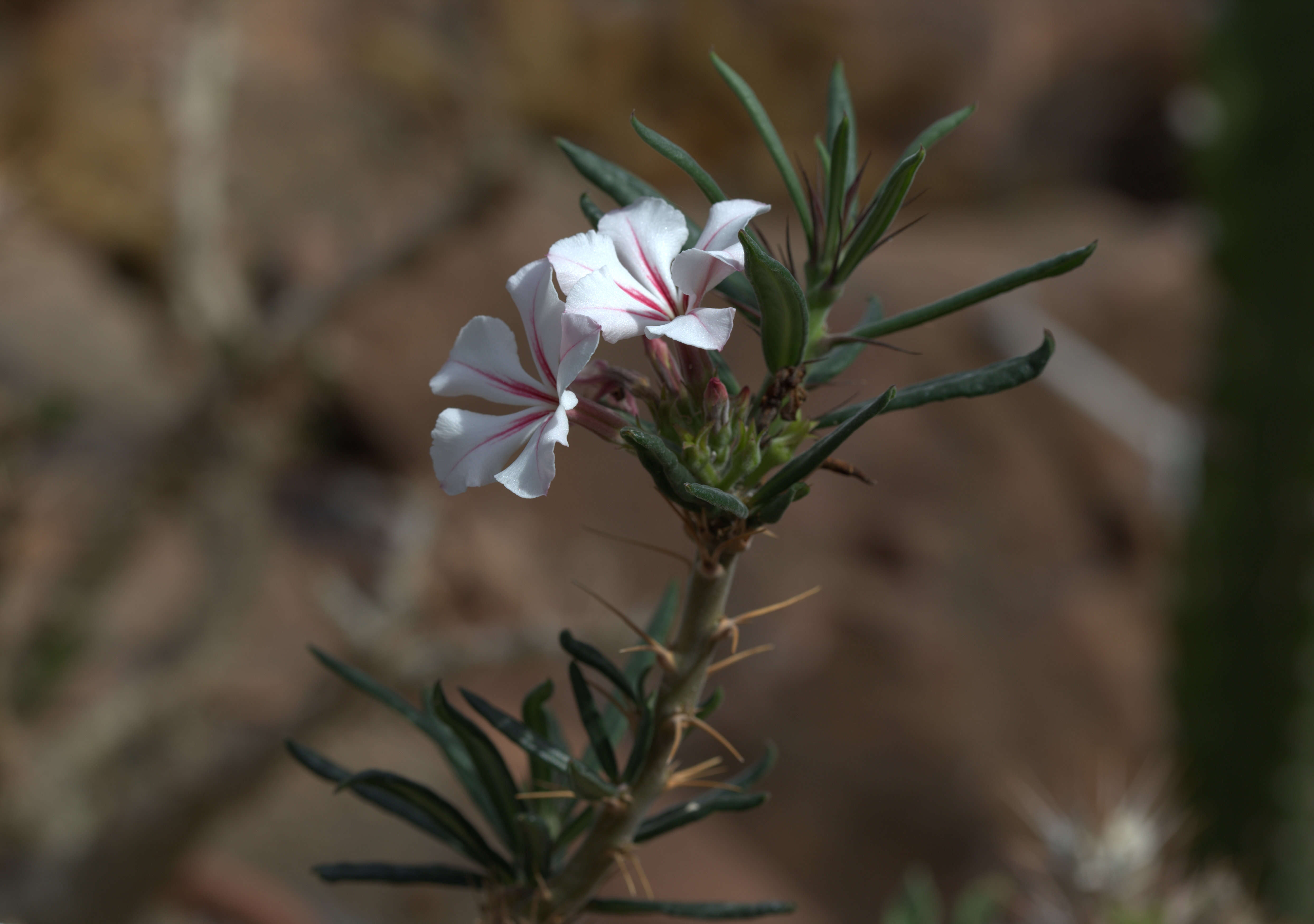 Image of Pachypodium succulentum (L. fil.) Sweet