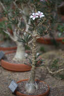 Image of Pachypodium succulentum (L. fil.) Sweet