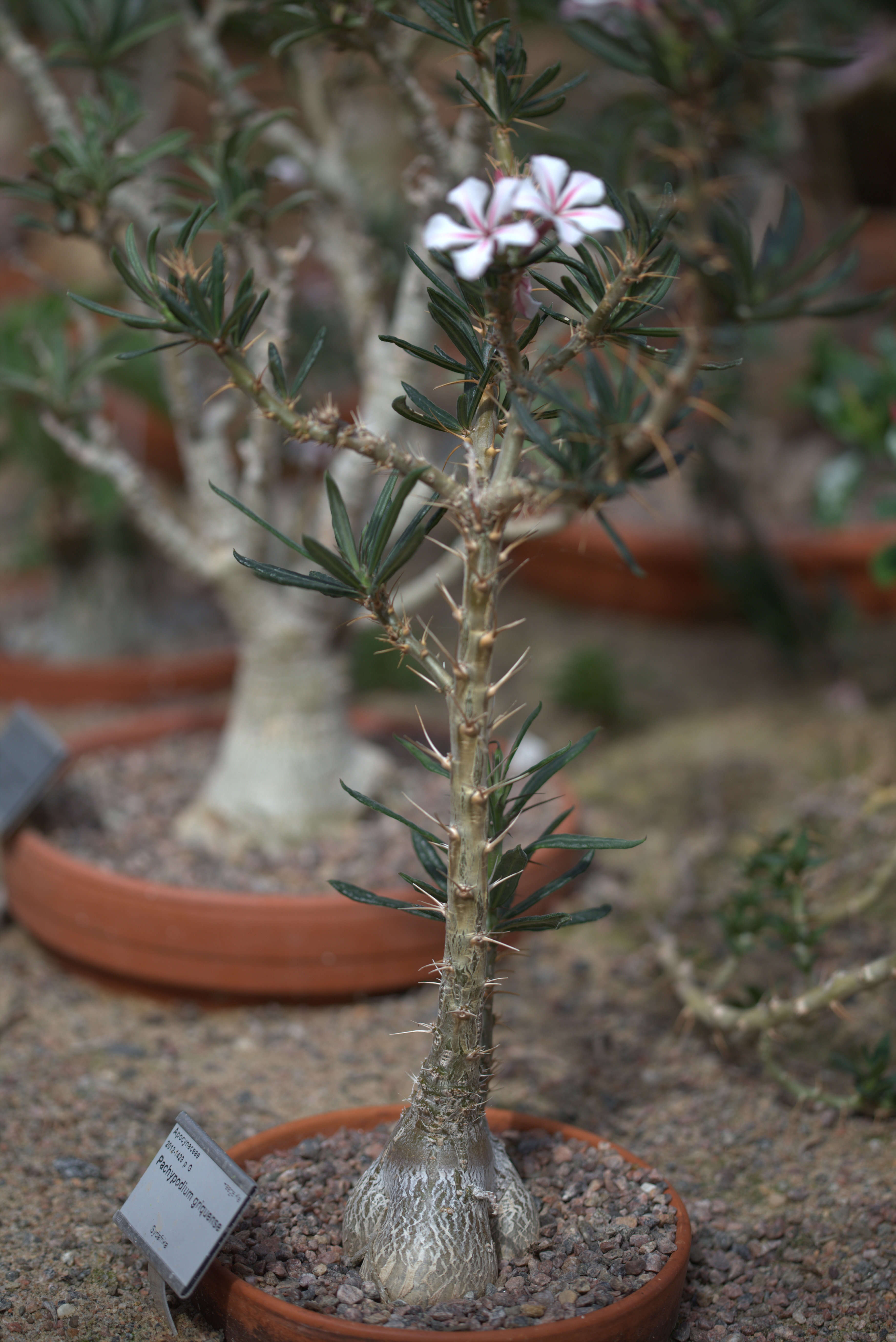 Image of Pachypodium succulentum (L. fil.) Sweet