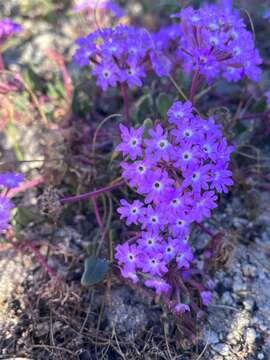 Image of pink sand verbena