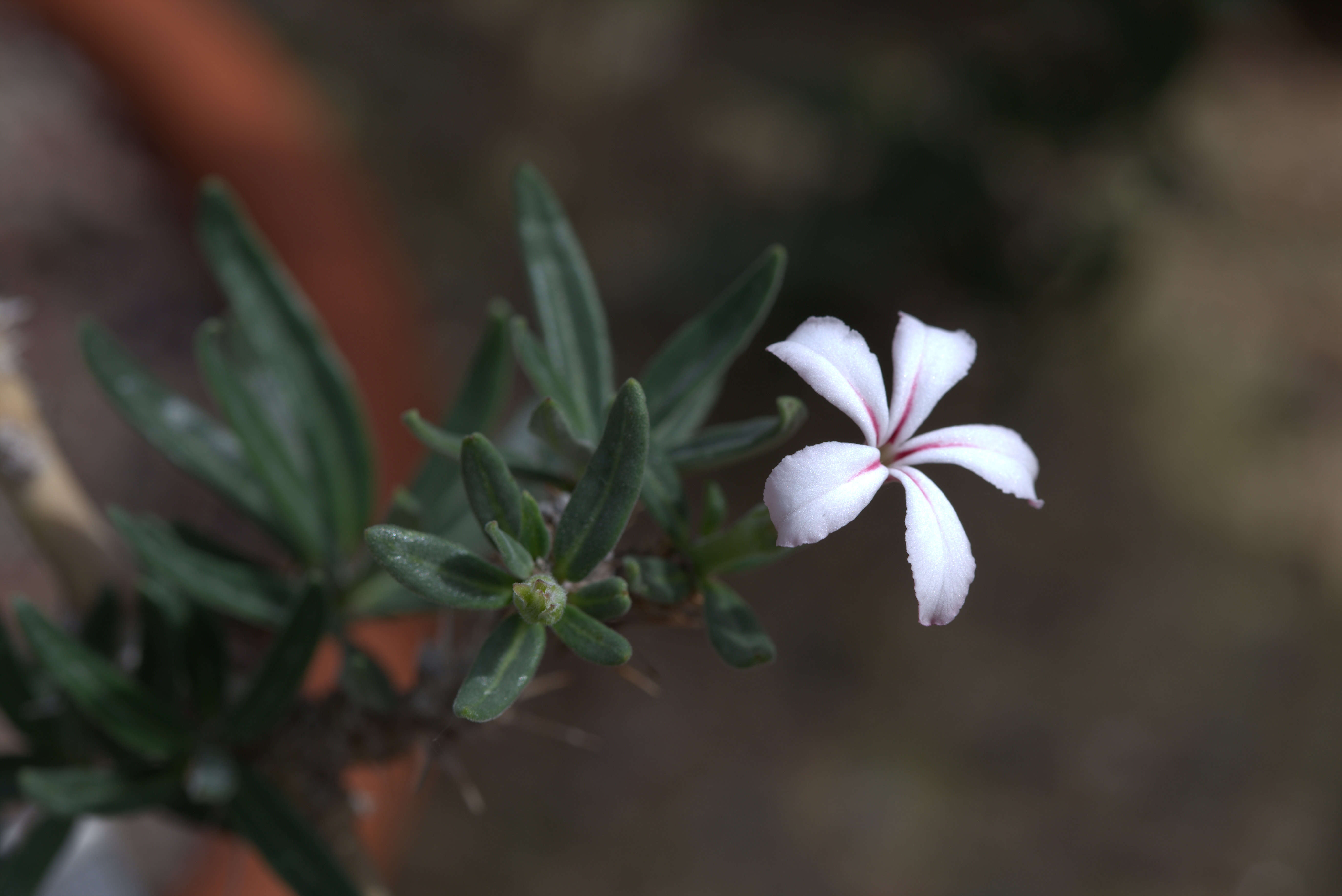 Image of Pachypodium succulentum (L. fil.) Sweet