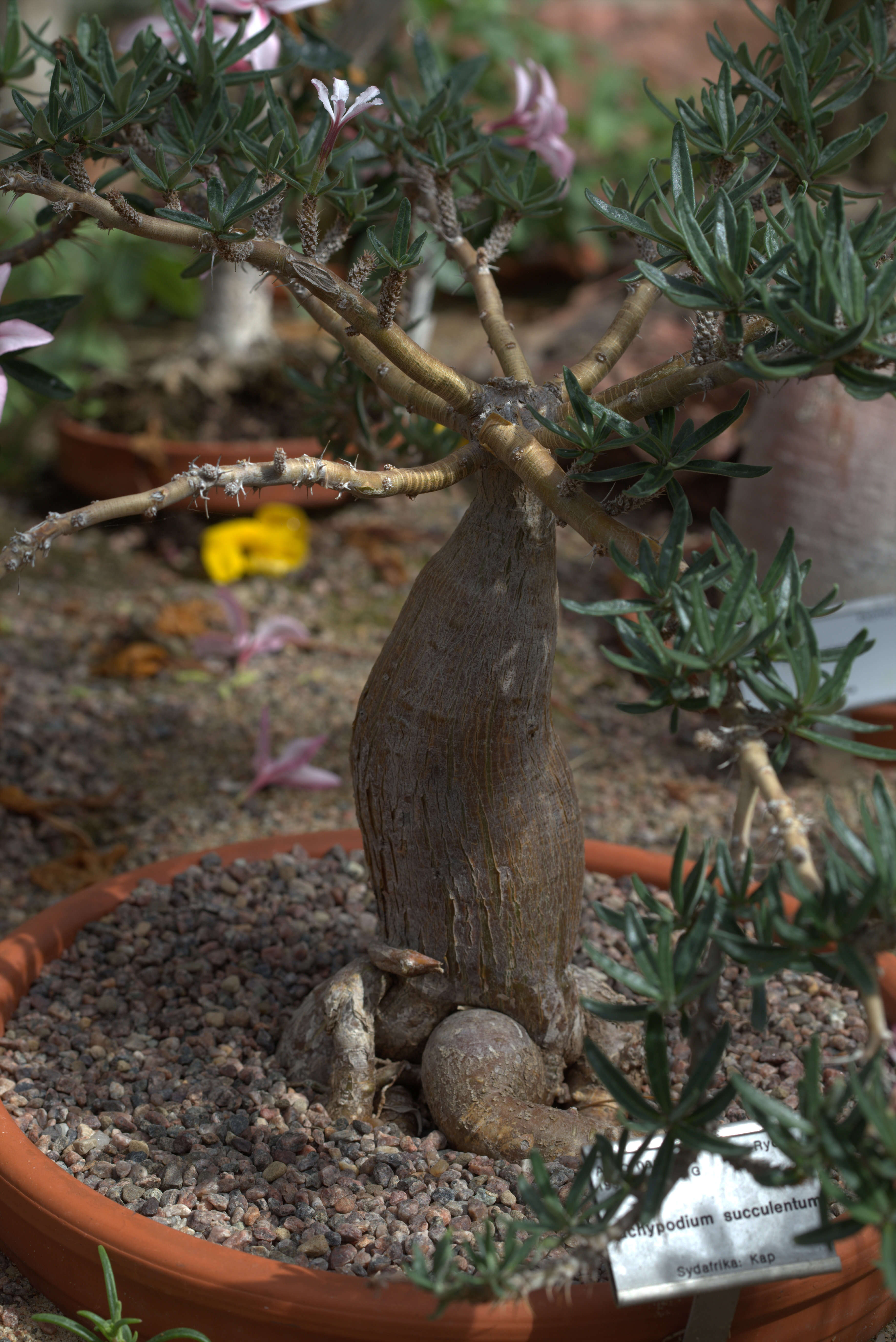 Image of Pachypodium succulentum (L. fil.) Sweet