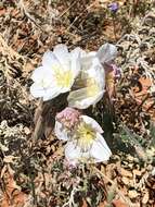 Image of Engelmann's evening primrose