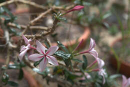 Image of Pachypodium succulentum (L. fil.) Sweet