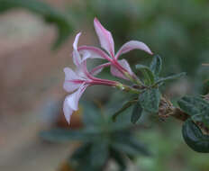 Image of Pachypodium succulentum (L. fil.) Sweet