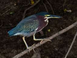 Butorides virescens virescens (Linnaeus 1758) resmi