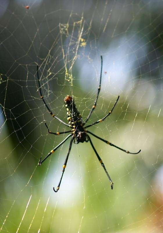 Image of Nephila pilipes (Fabricius 1793)