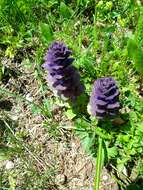 Image de Ajuga pyramidalis subsp. pyramidalis