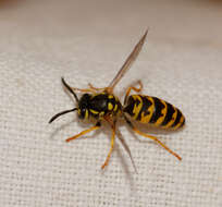 Image of German Wasp