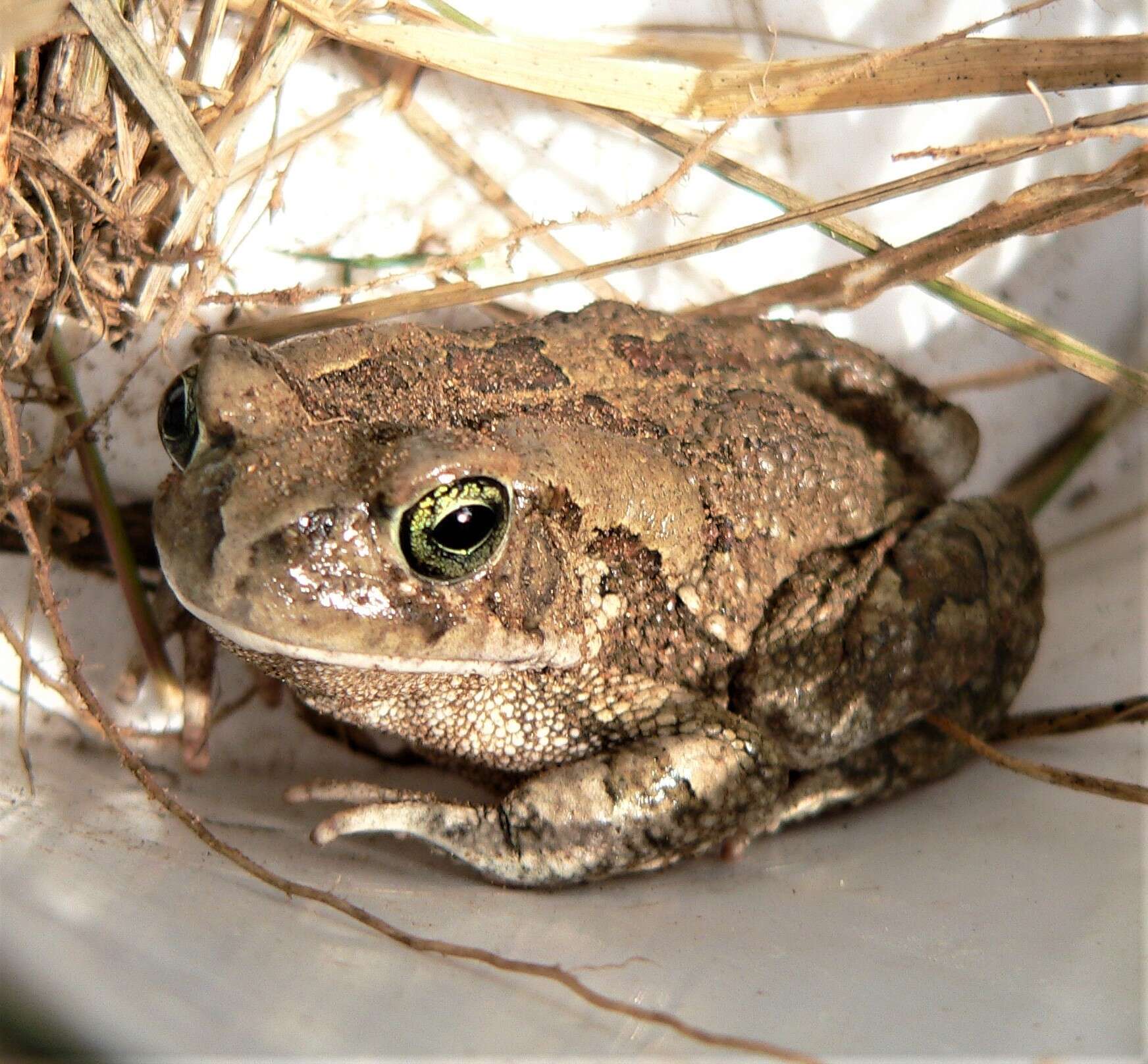 صورة Sclerophrys garmani (Meek 1897)