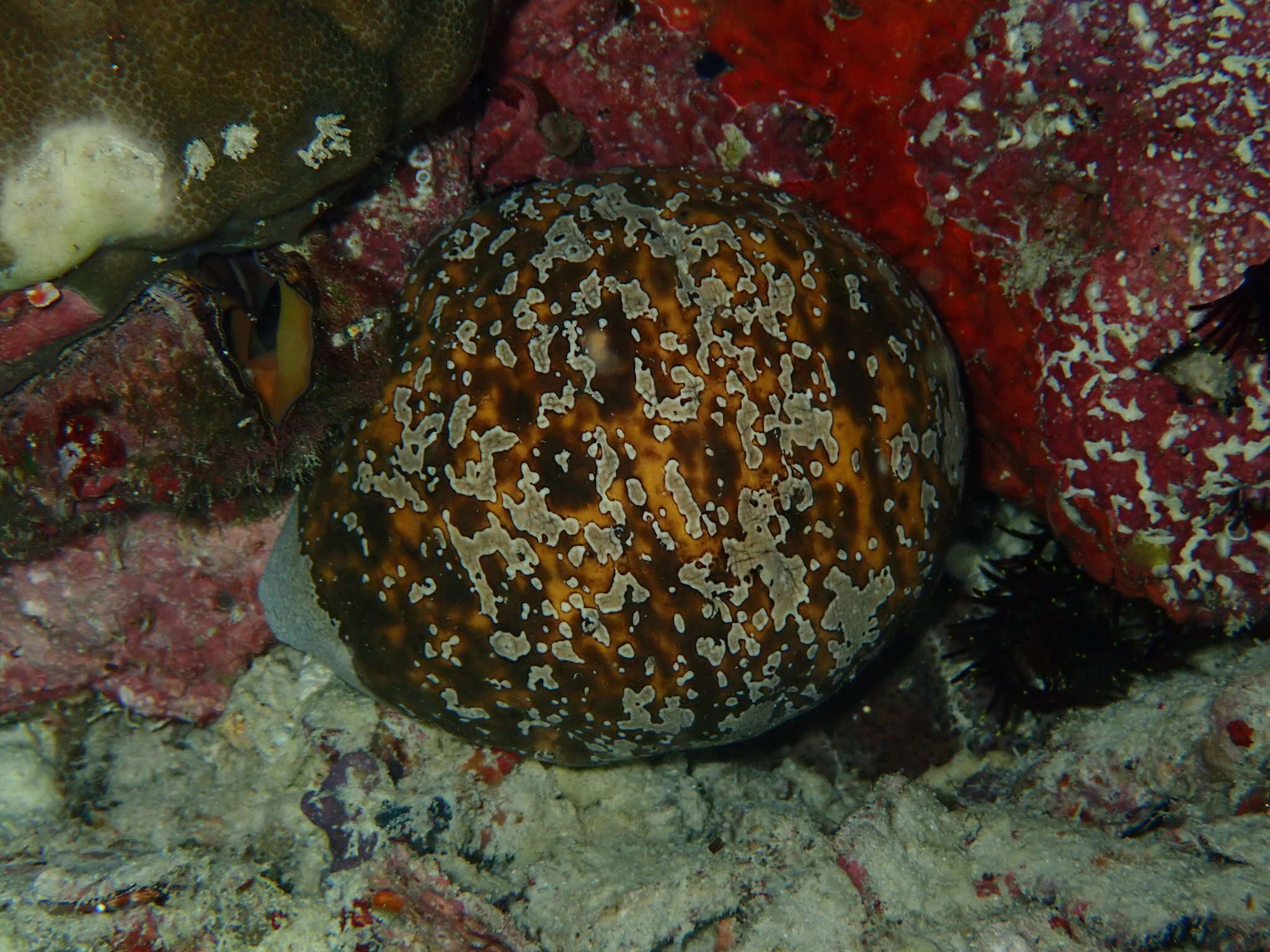 Image de Actinopyga lecanora (Jaeger 1833)