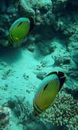 Image of Blacktail Butterflyfish