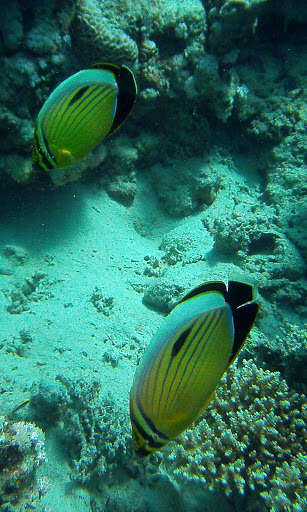 Image of Blacktail Butterflyfish