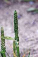 Phleum paniculatum Huds.的圖片