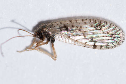 Image of Brown lacewing