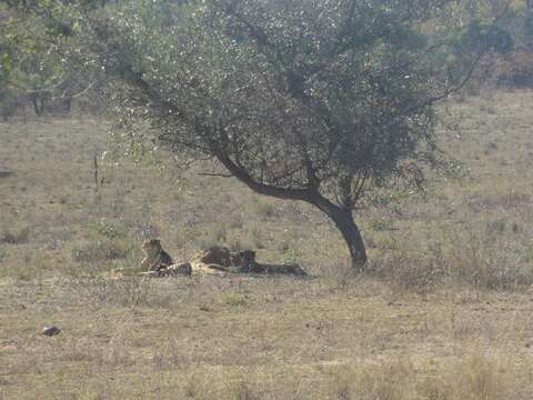 Image of Namibian cheetah