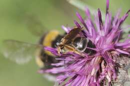 Image of Halictus quadricinctus (Fabricius 1776)