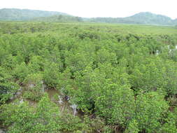 Image of Mangrove