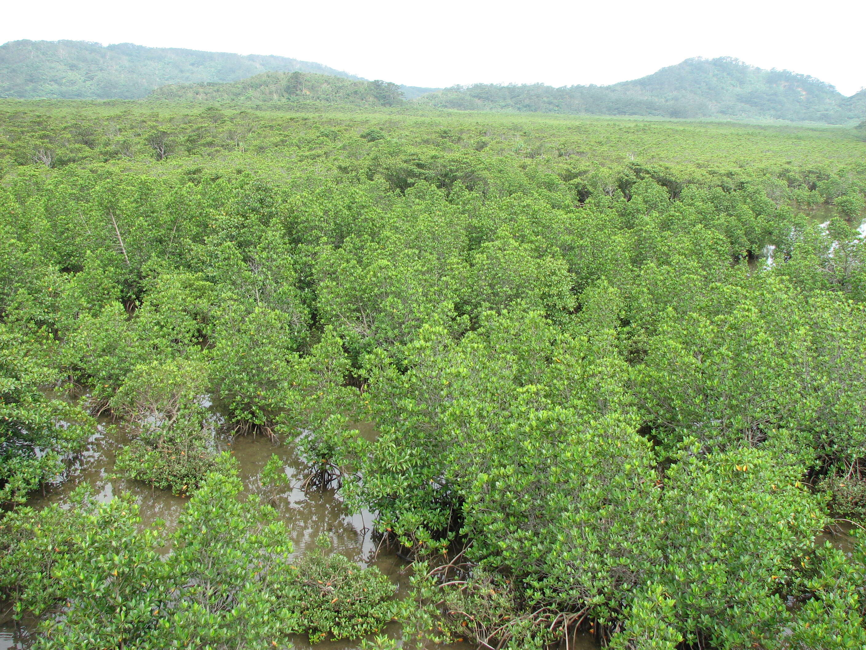 Image of Mangrove