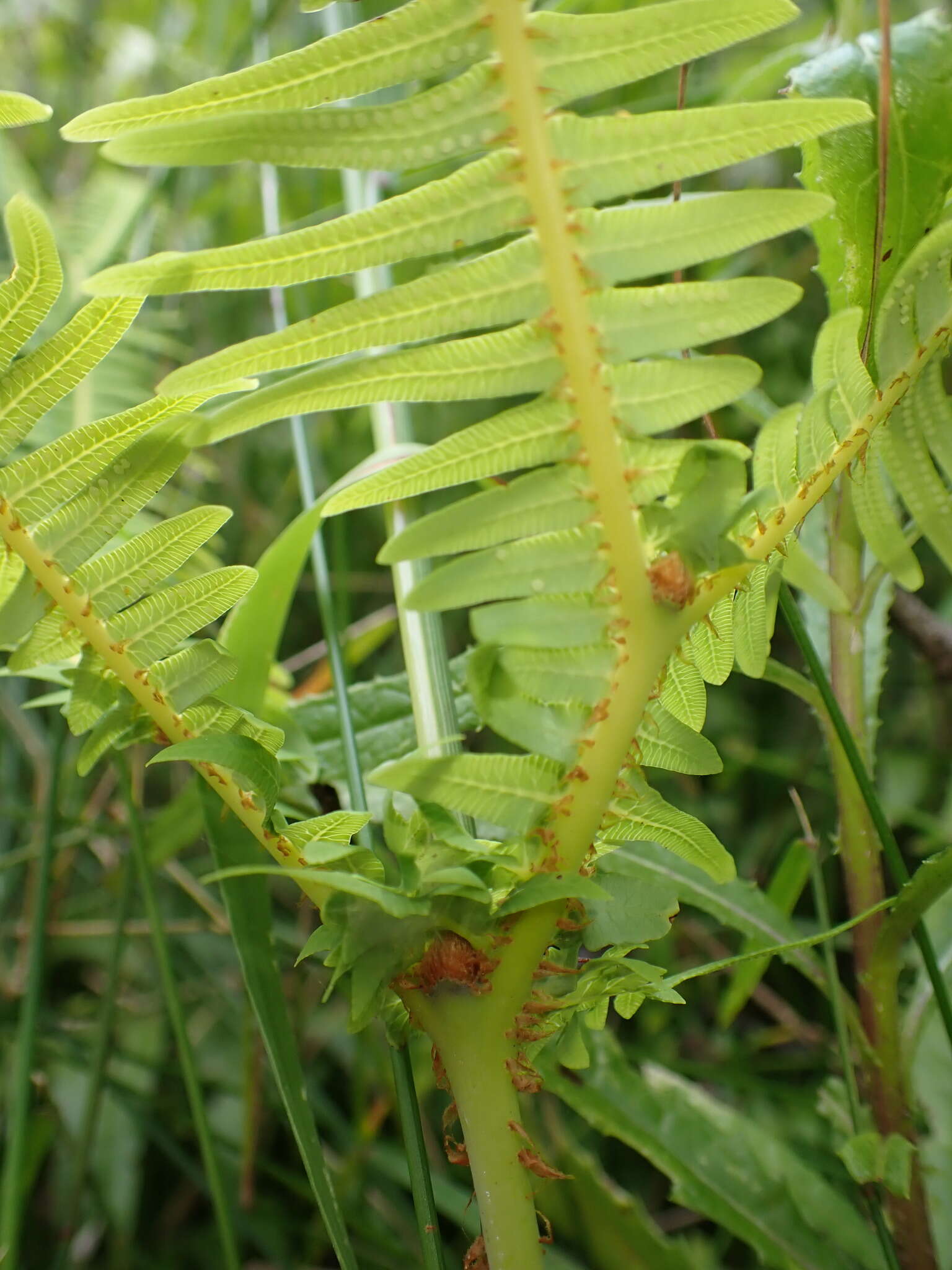 Image of Sticherus lobatus Wakef.