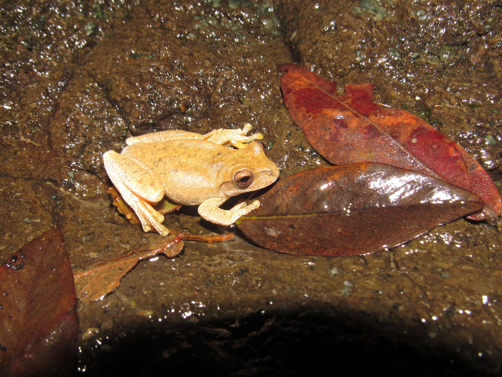 Plancia ëd Ptychohyla euthysanota (Kellogg 1928)