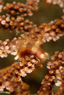 Image of Broad Sea Fan