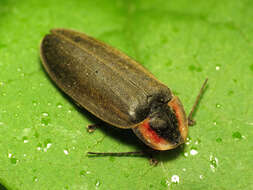 Image of Diurnal Fireflies