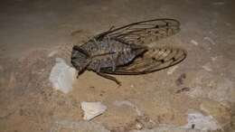 Image of Cicada orni Linnaeus 1758