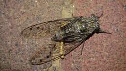 Image of Cicada orni Linnaeus 1758