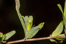 Image of Hibbertia glomerata subsp. ginginensis J. R. Wheeler