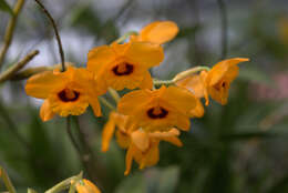 Imagem de Dendrobium gibsonii Paxton