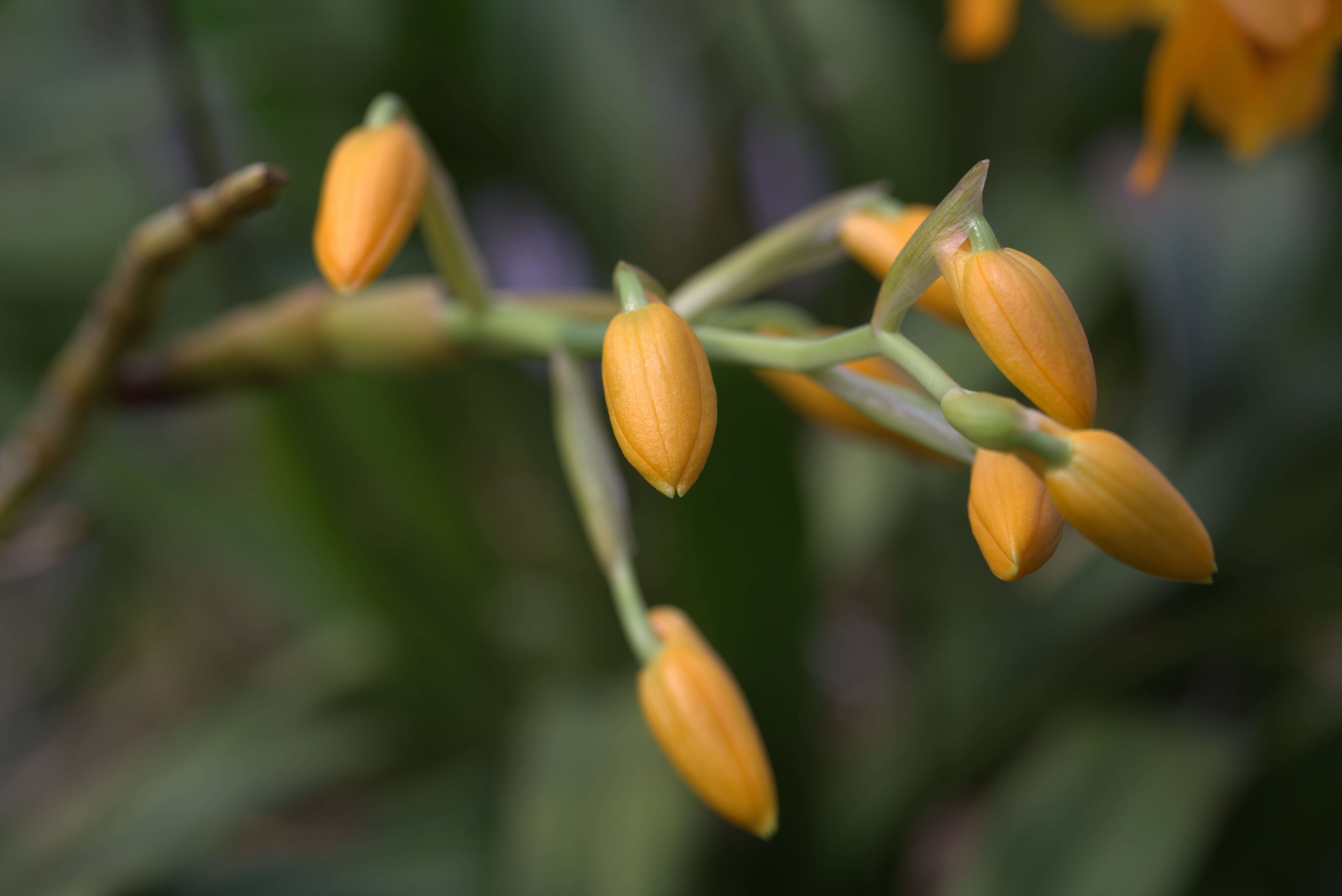 Imagem de Dendrobium gibsonii Paxton