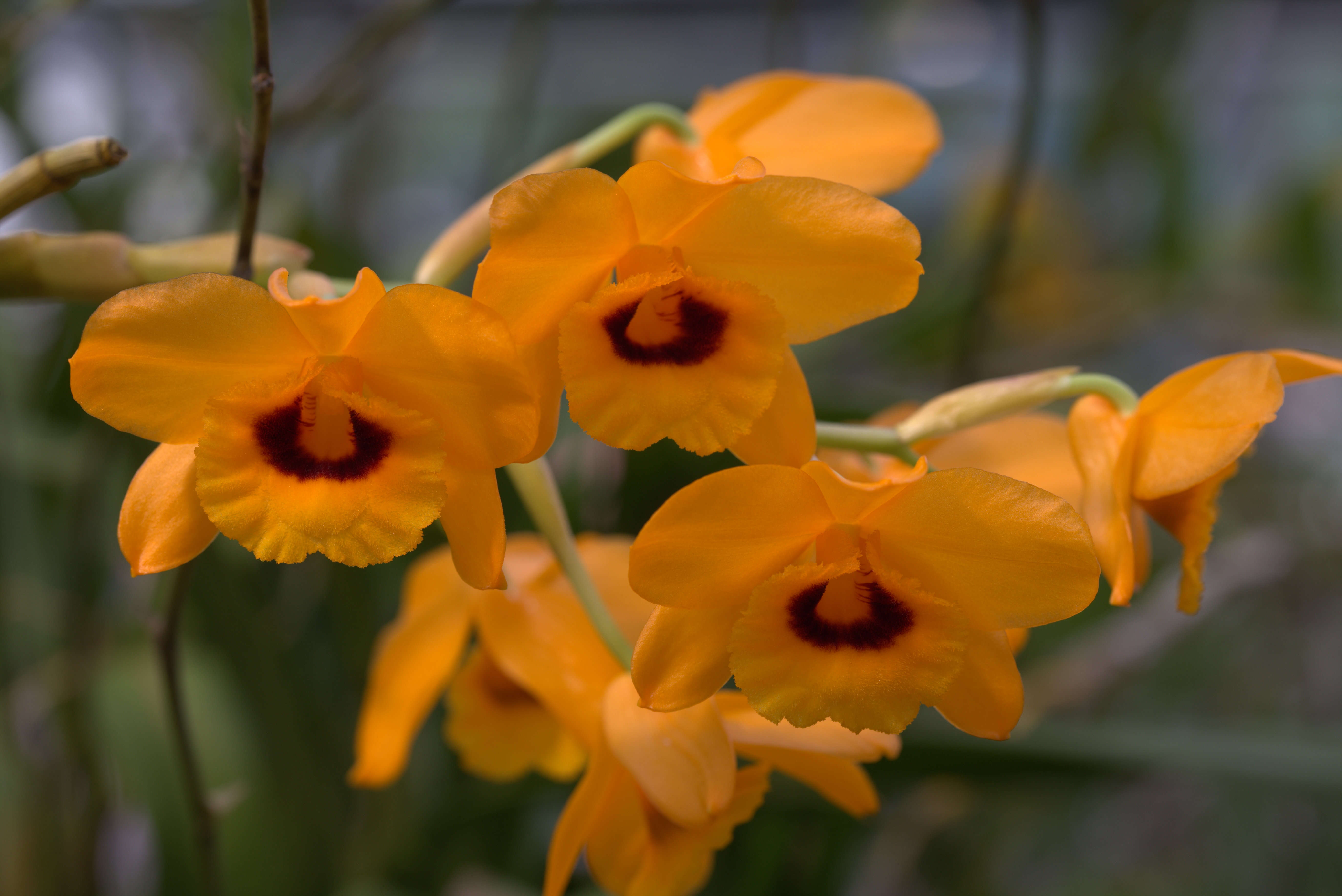 Imagem de Dendrobium gibsonii Paxton