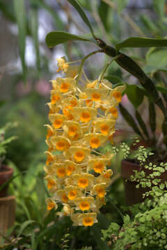 Image de Dendrobium densiflorum Lindl.