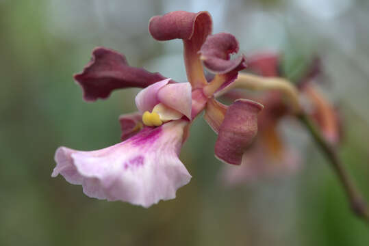 Image of Encyclia cordigera (Kunth) Dressler