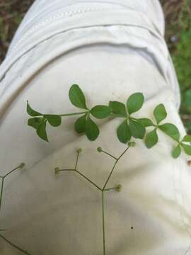 Image of Round-leaved Bedstraw